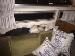 Azzi Skeppshunden hitta en ny sovplats